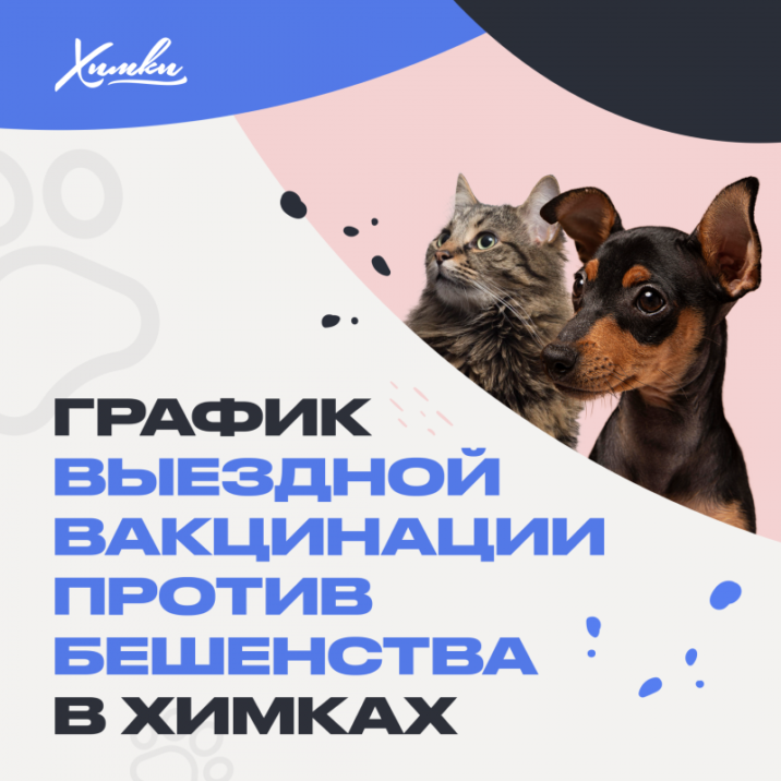 В Химках проведут выездную вакцинацию домашних животных против бешенства Новости Химок 