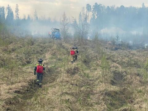 Огонь распространится быстрее, чем вы можете представить: в Химках сгорело более 1 га молодого леса Новости Химок 