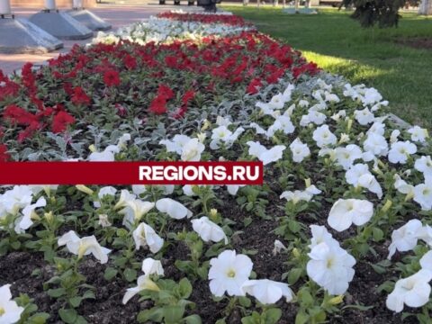 Гиацинты, тюльпаны, бегонии и другие цветы украсят улицы Химок Новости Химок 